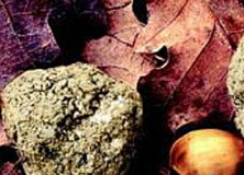 tartufo