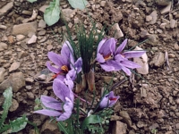 fiori-zafferano-nel-campo2